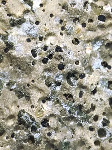 Thelidium decipiens