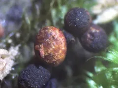 Trichia botrytis thumbnail 3