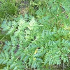 poison hemlock thumbnail 4