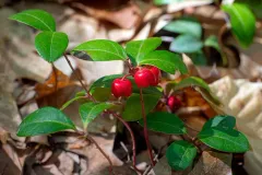 Eastern Teaberry thumbnail 2