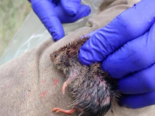 Prairie Vole