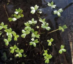 Lobb's aquatic buttercup thumbnail 4
