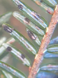 Colletotrichum fioriniae thumbnail 3
