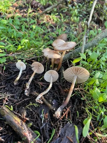 Marasmius albogriseus