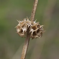 common motherwort thumbnail 5