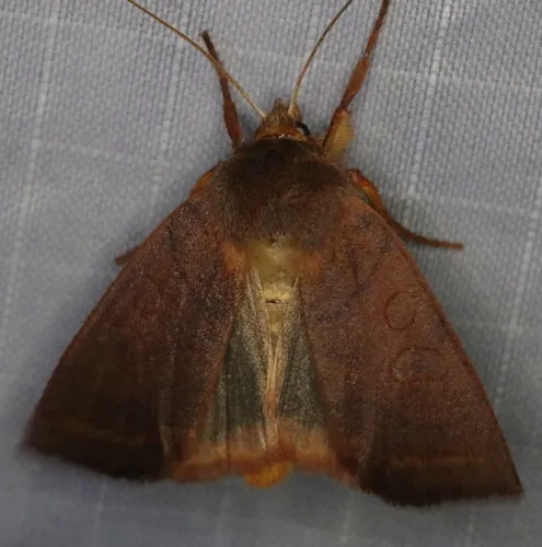 Pointed Sallow