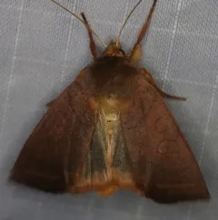 Pointed Sallow thumbnail 1