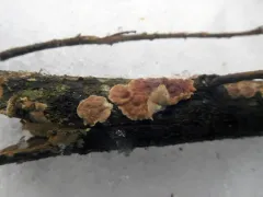 Cylindrobasidium evolvens thumbnail 2