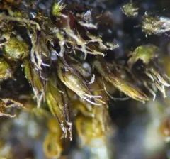 Bryum klinggraeffii thumbnail 1