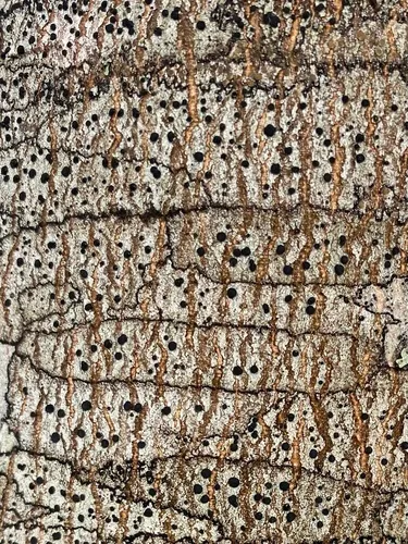 Boreal Button Lichen