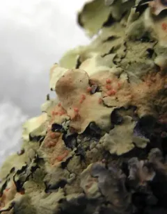 Ovicuculispora parmeliae thumbnail 4