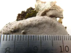 Phellinus betulinus thumbnail 3