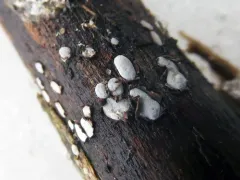 Propolis farinosa thumbnail 4