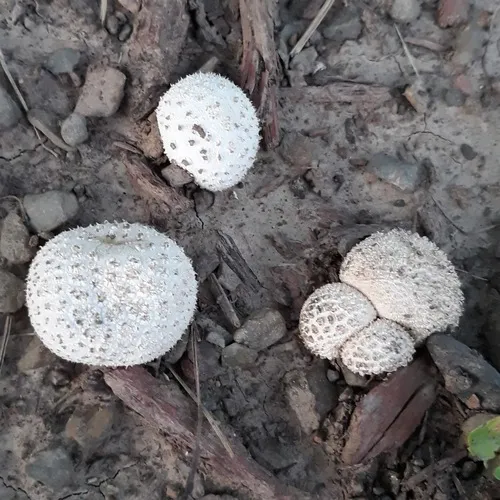 Peeling Puffball