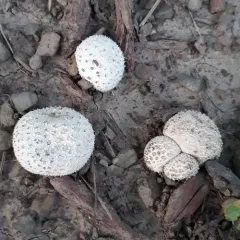 Peeling Puffball thumbnail 1