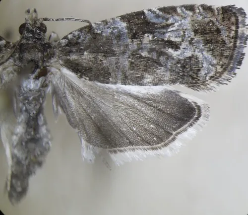 Olethreutes fraternanum