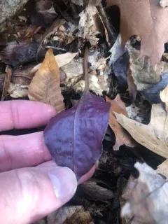 crane-fly orchid thumbnail 1