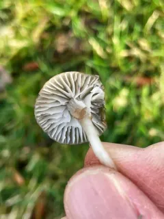 Cuphophyllus recurvatus thumbnail 3