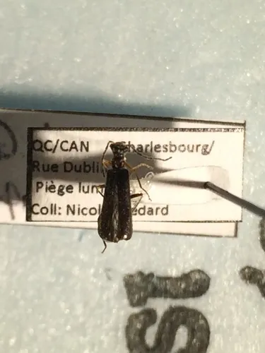 Dichelotarsus probus