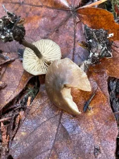 Rhodocybe aureicystidiata thumbnail 3