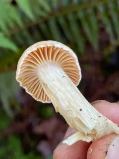 Hygrophorus graveolens thumbnail 3