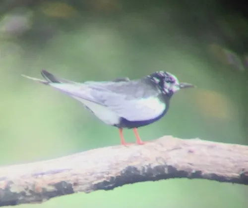 White-winged Tern