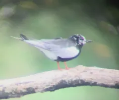 White-winged Tern thumbnail 1
