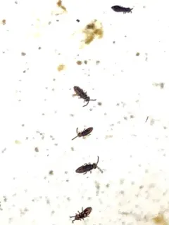 Hydroisotoma schaefferi thumbnail 2