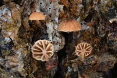 Phaeomarasmius rimulincola thumbnail 1