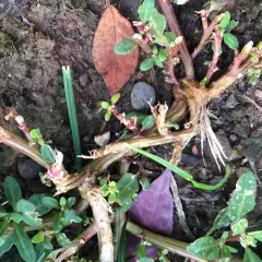 oak-leaved goosefoot thumbnail 1