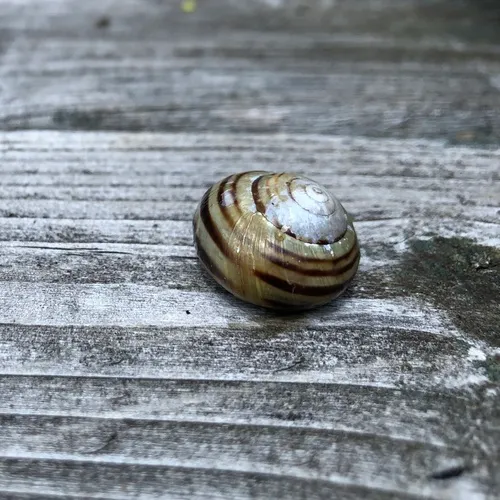 White-lipped Snail