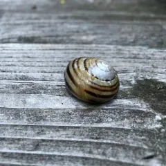 White-lipped Snail thumbnail 1
