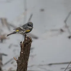 Yellow-rumped Warbler thumbnail 3