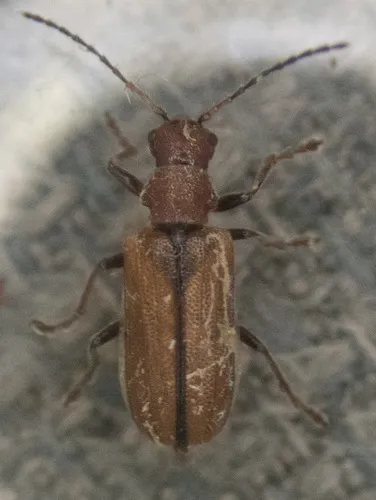 Syneta carinata