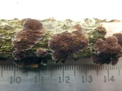 Brown Purplepore Bracket thumbnail 1