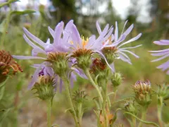 western meadow aster thumbnail 1