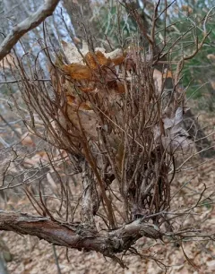 Huckleberry Broom Rust Fungus thumbnail 2