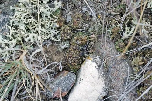Phaeorrhiza sareptana