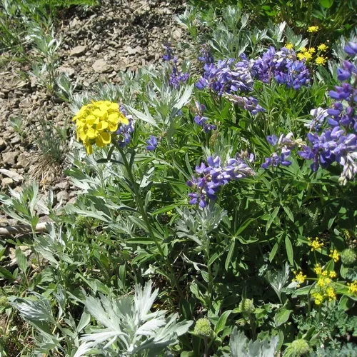 Western Wallflower