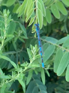 Big Bluet thumbnail 1