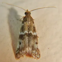 Brower's Vitula Moth thumbnail 3