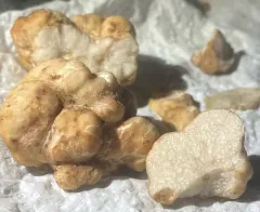 Spring Oregon White Truffle thumbnail 2