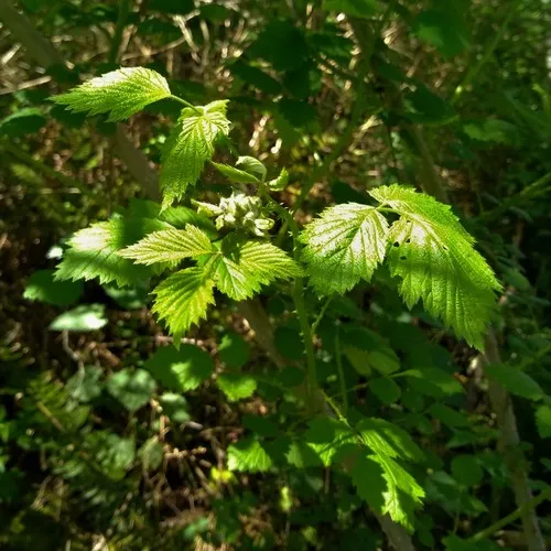 whitebark raspberry