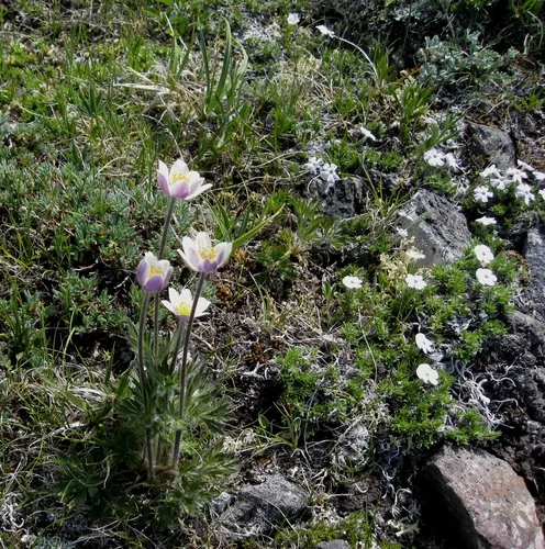 Drummond's Anemone