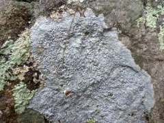 Rock Wart Lichen thumbnail 1