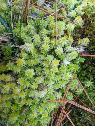 Sphagnum missouricum