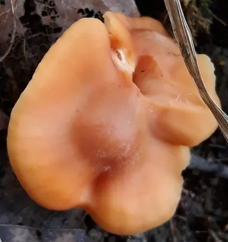 Meadow Waxcap