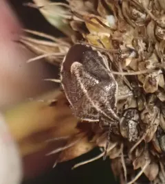 Trichopepla atricornis thumbnail 3