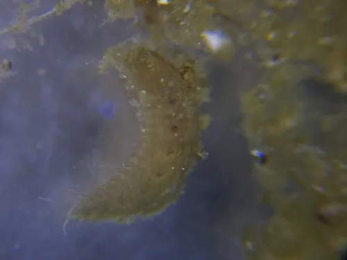 Pholoides asperus