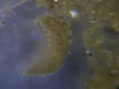 Pholoides asperus thumbnail 1